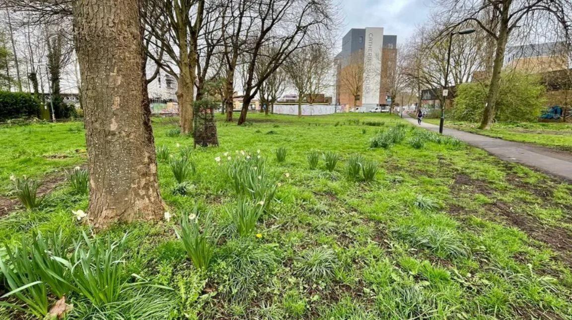 Trees on Bedminster Green