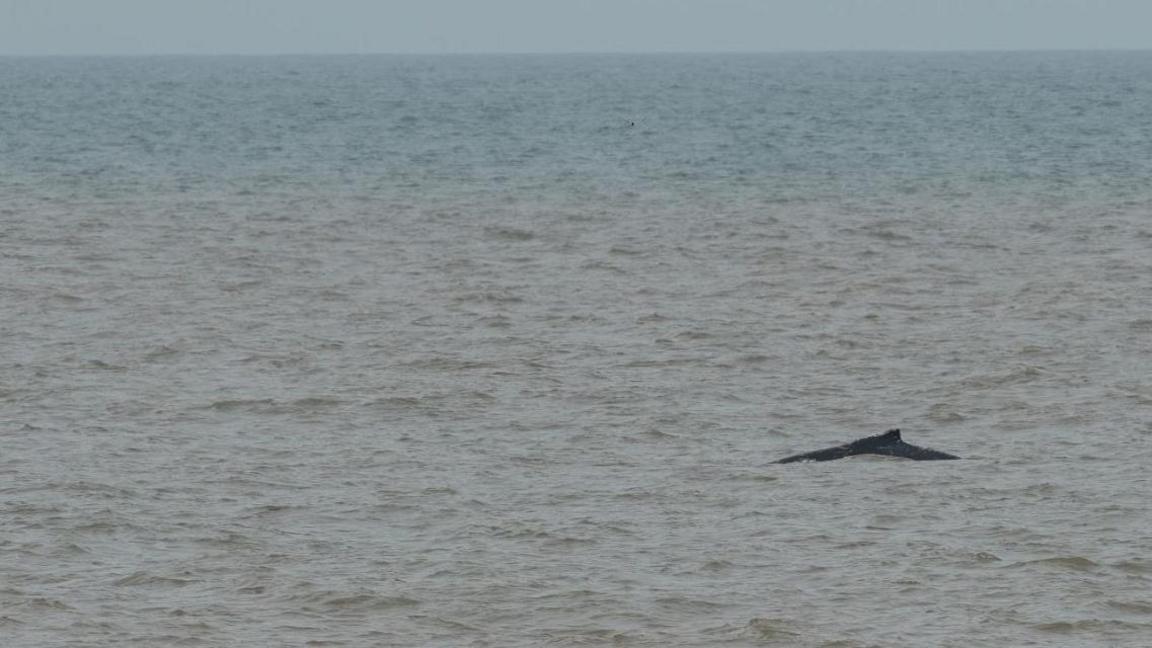 A humpback whale's fin and body submerged in water far away in the sea