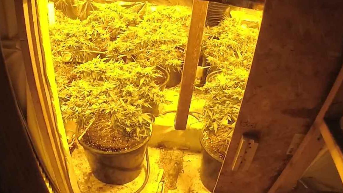Cannabis plants growing in a house