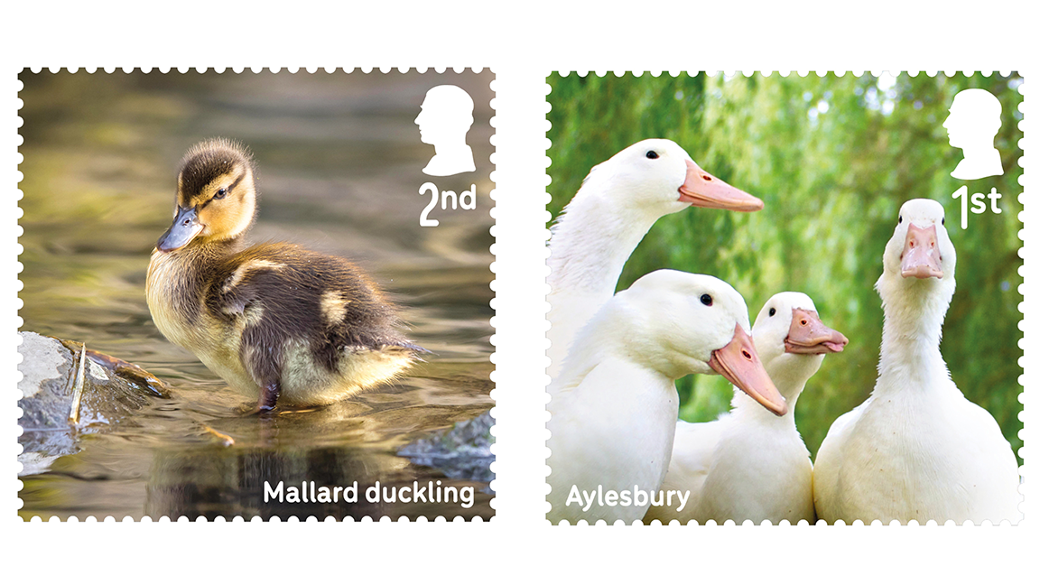 Two of the royal mail stamps - one features a mallard duckling, the other a group of aylesbury ducks.