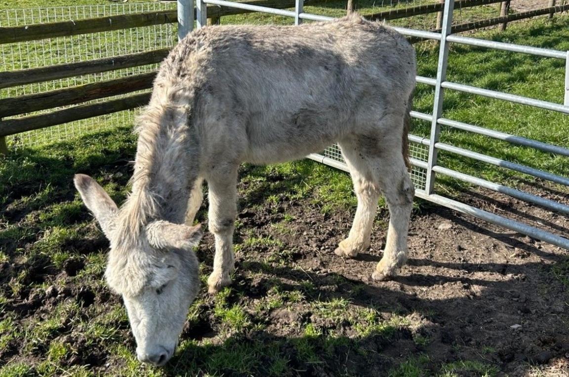 Animal outside at the sanctuary. It is next to a metal gate and wooden fence.