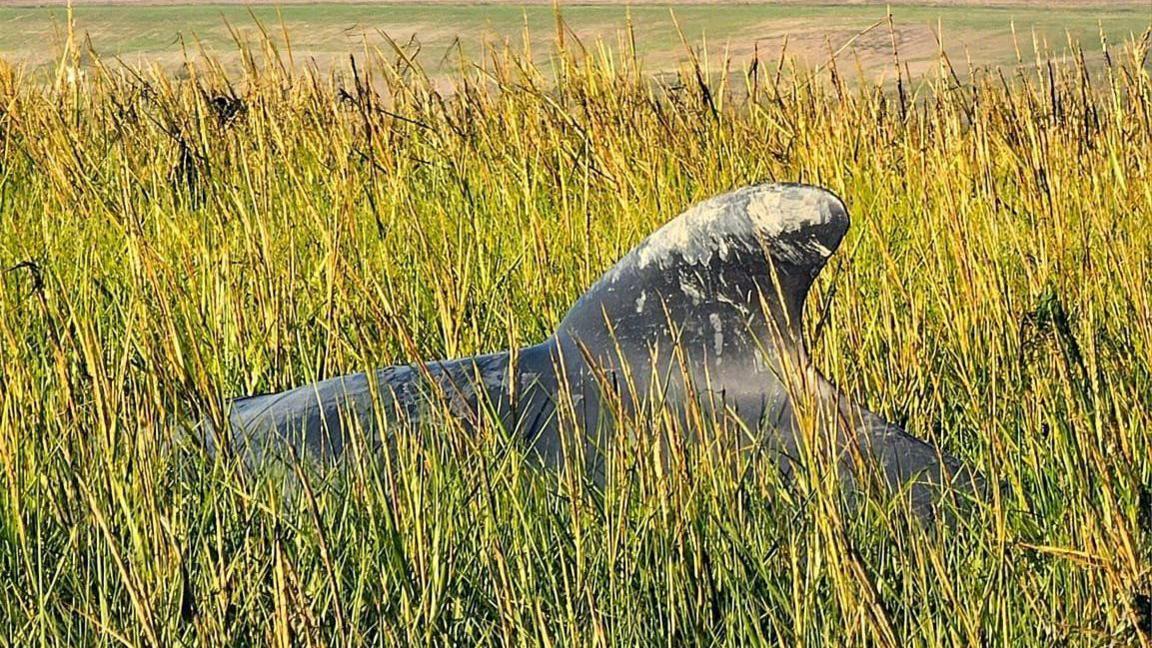 Whale fin seen in reeds.