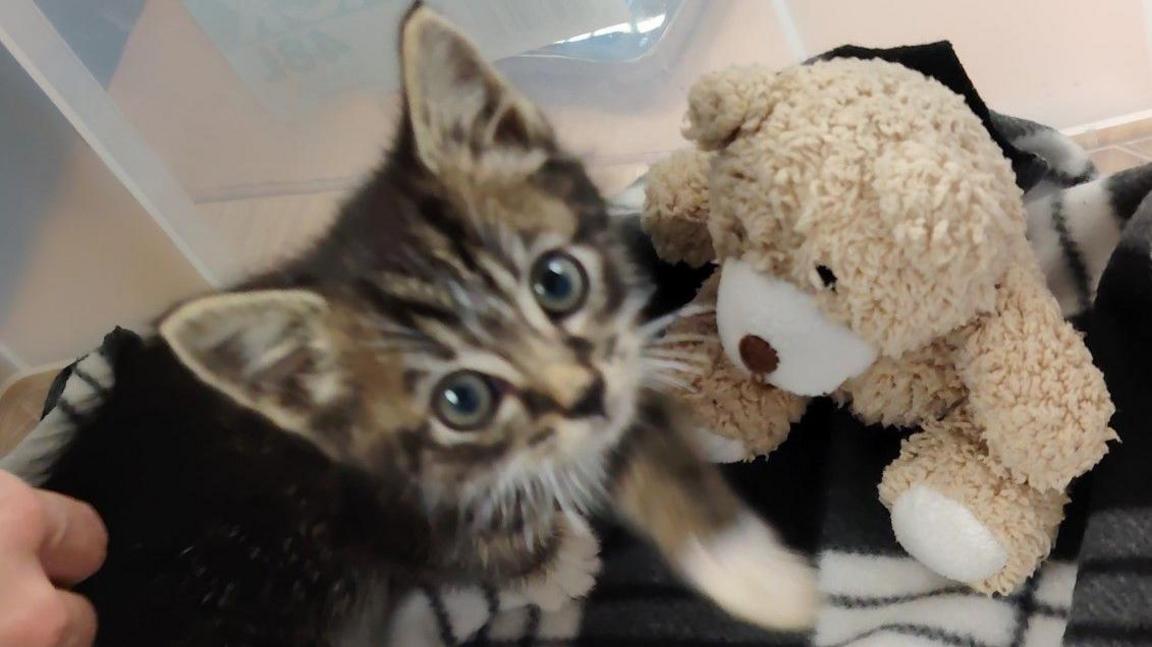 A kitten in the middle of the photo is looking at the camera and next to a teddy bear.