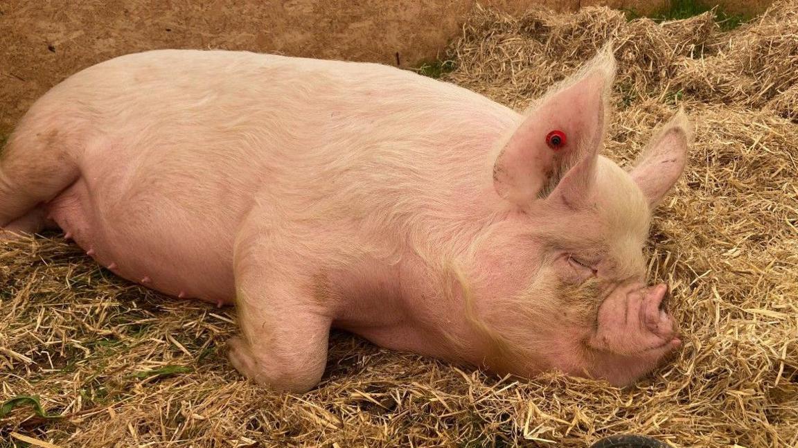 A middle white pig sleeping on a bed of straw