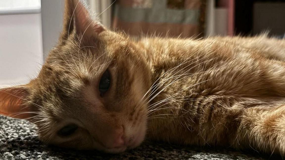 Gingie, the first cat that Ms Clifton lost. It is an orange cat and in the picture, it is lying on a bed.