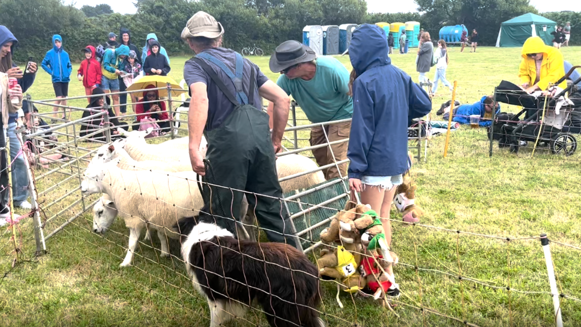 Sheep Race