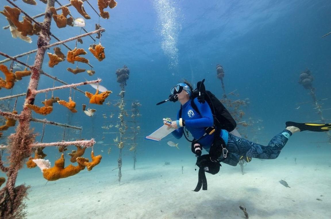 coral farm