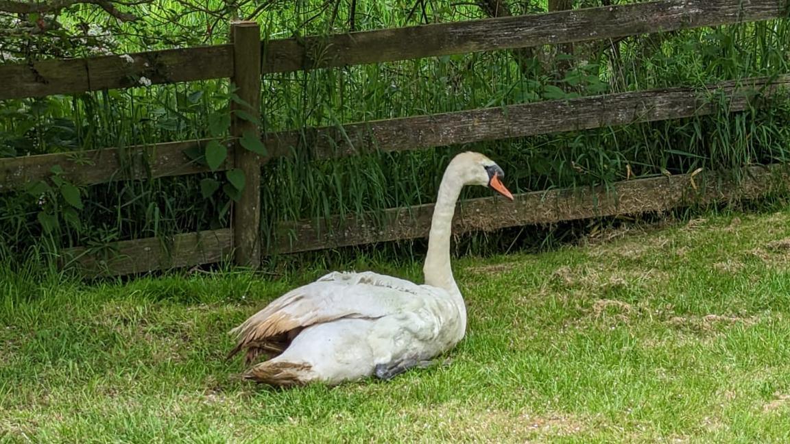 Swan recovering