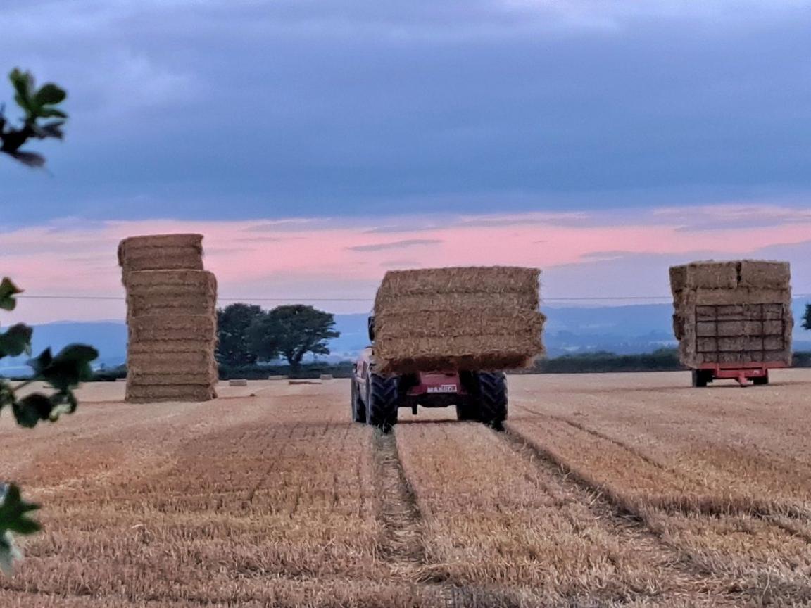 A tractor drives away from us with bales of hay piled on the back. It drives over the cut hay, yellow and brown in the field, with a big stack of hay bales in the distance.
