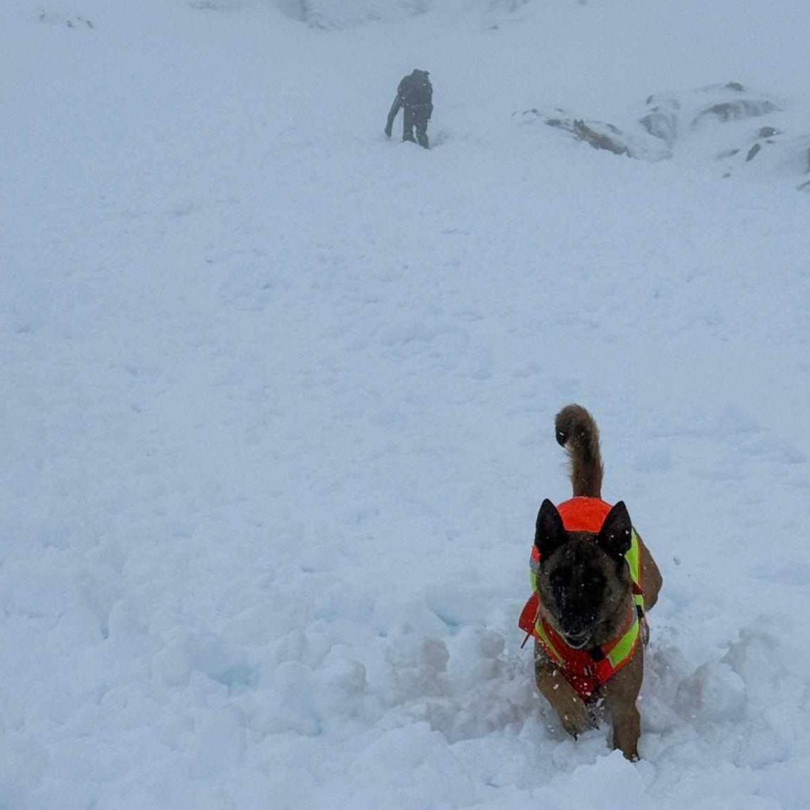 A dog wearing a high visibility harness runs through deep snow with the handler in the background.