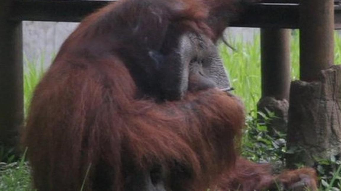 Ozon the orangutan smoking