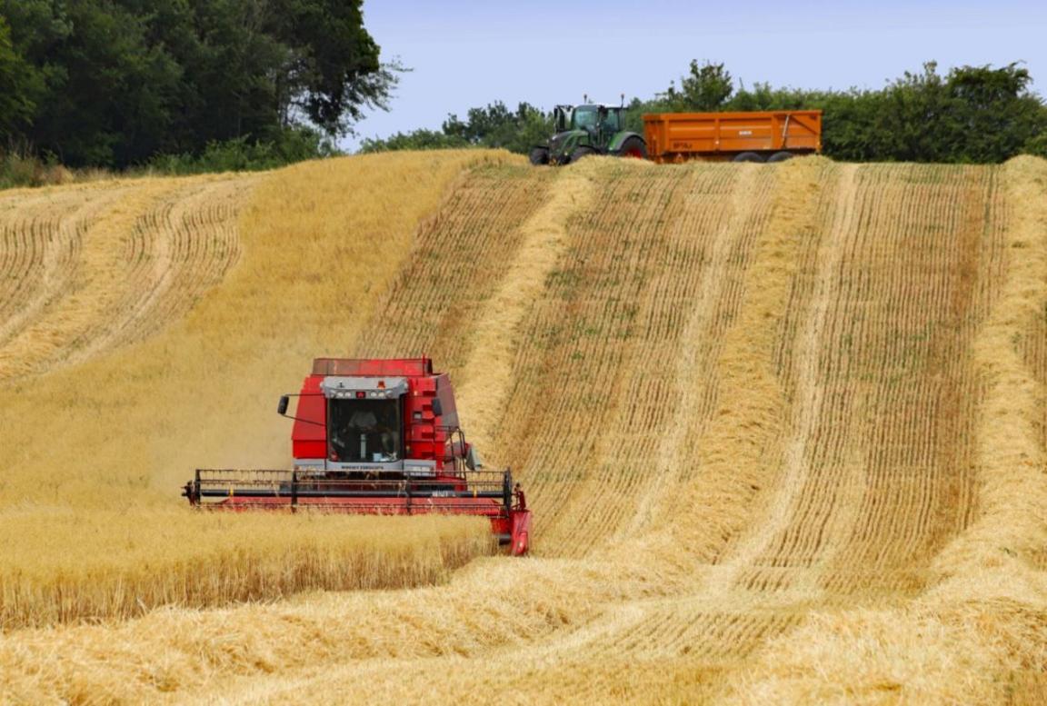 A red combine harvester at work in a field of grain on the Wimpole Estate. A tractor and trailer is in the background.