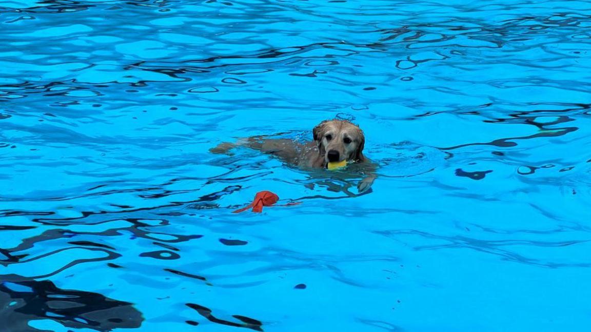 A golden Labrador swimming along in the pool with a yellow toy in its mouth. There is also an orange toy floating alongside him. The pool water is bright turquoise. 