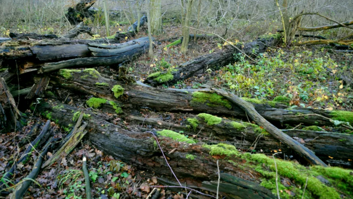 Felled trees lie on ground of wood