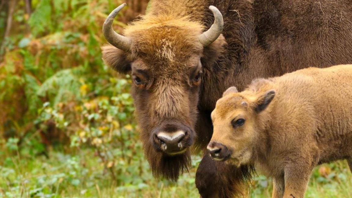 Bison calf with mother in woods near Canterbury 