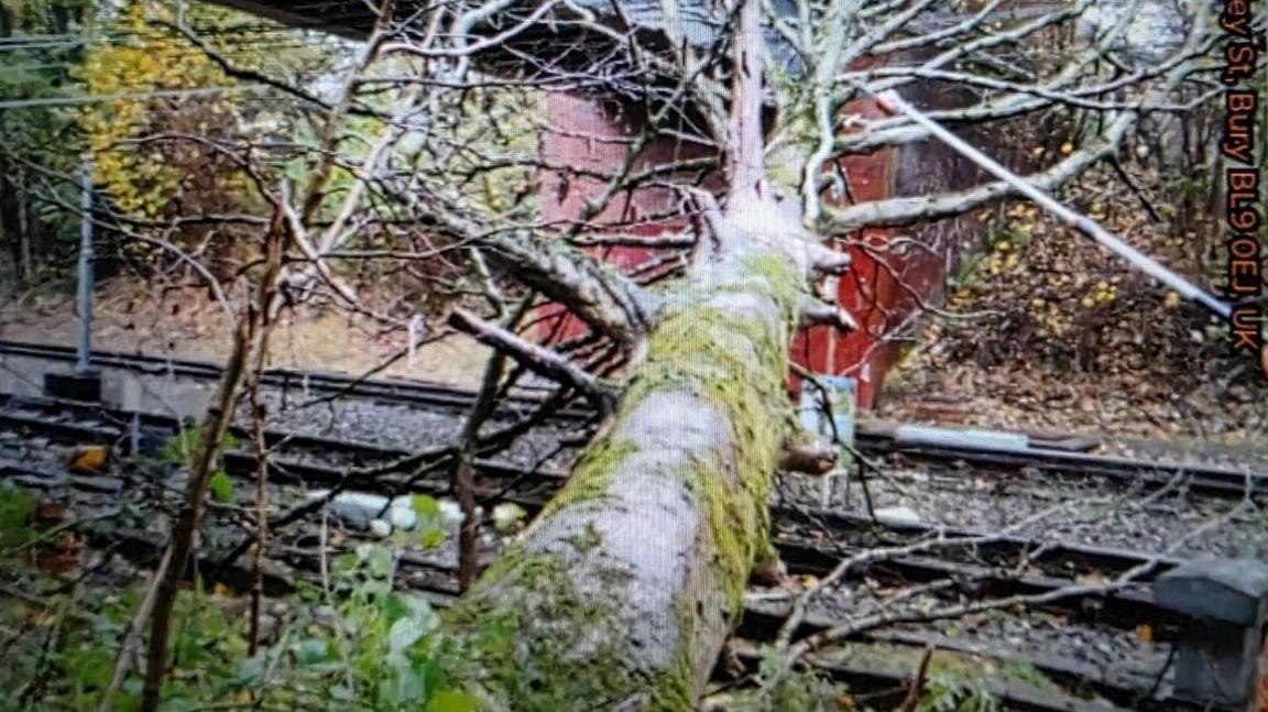 A large tree lying across a tram line under a bridge.