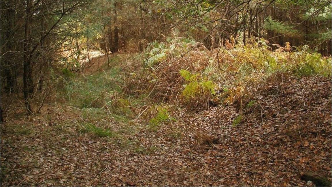 Old Breckland rabbit warrens in Thetford Forest