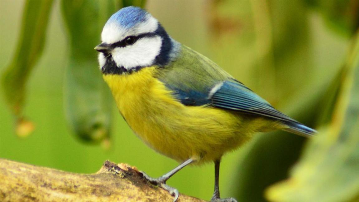 A bird with a yellow chest and blue wings.