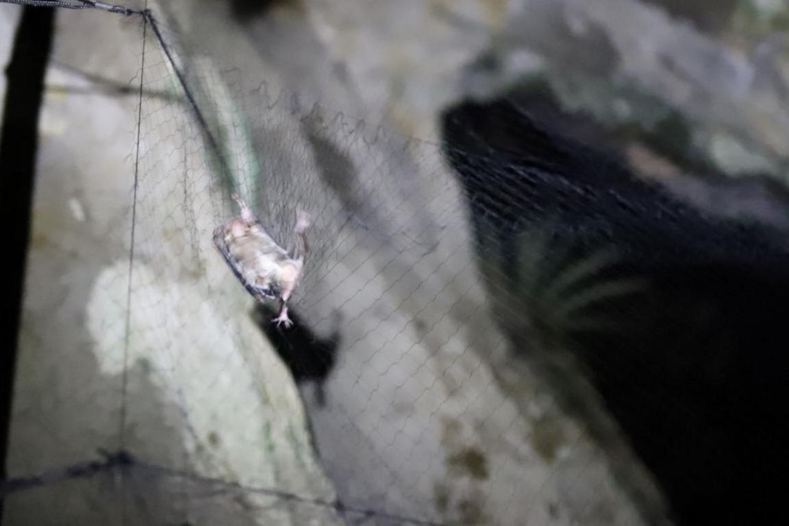 A vampire bat is caught in a fine mesh net at the entrance to a cave.