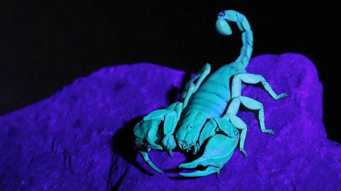 A bright blue scorpion stood on a dark blue rock