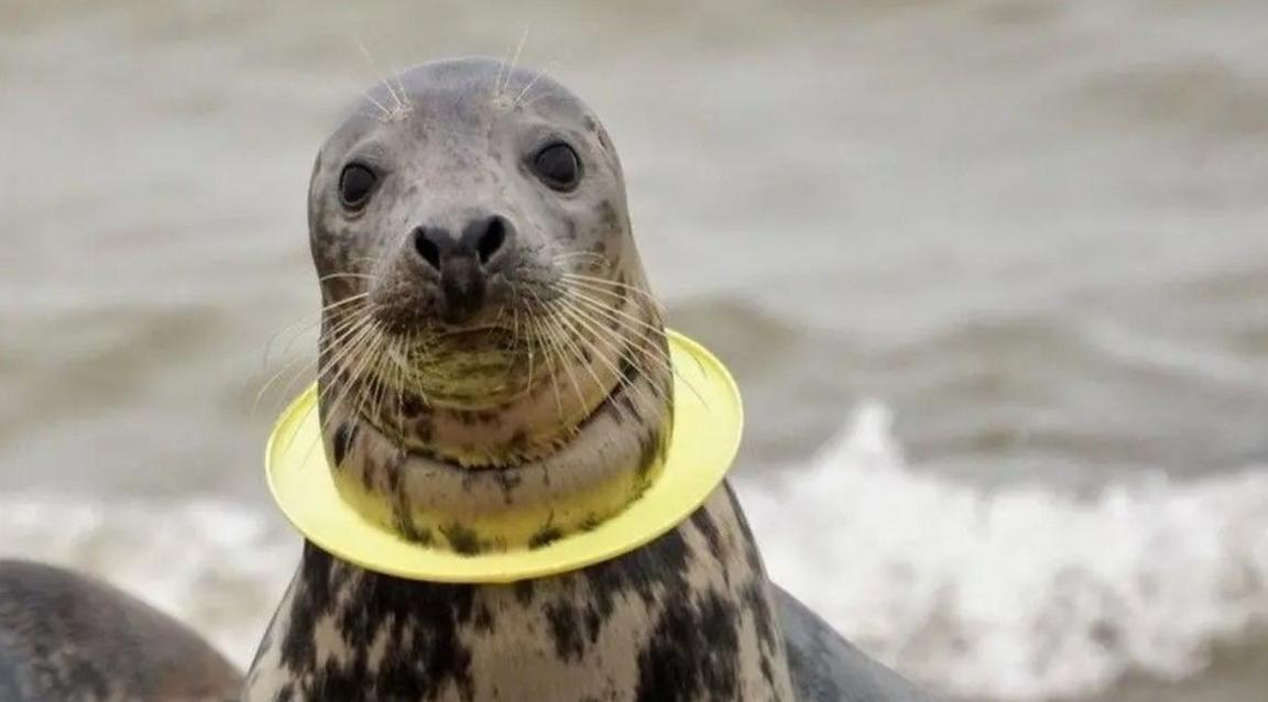 a seal with a ring around its neck