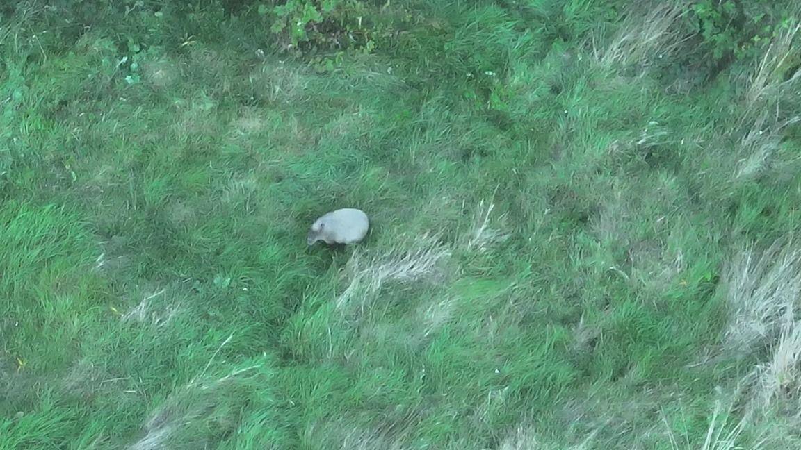 An aerial shot of a capybara in a field, there appears to be dense shrubbery at the top of the image