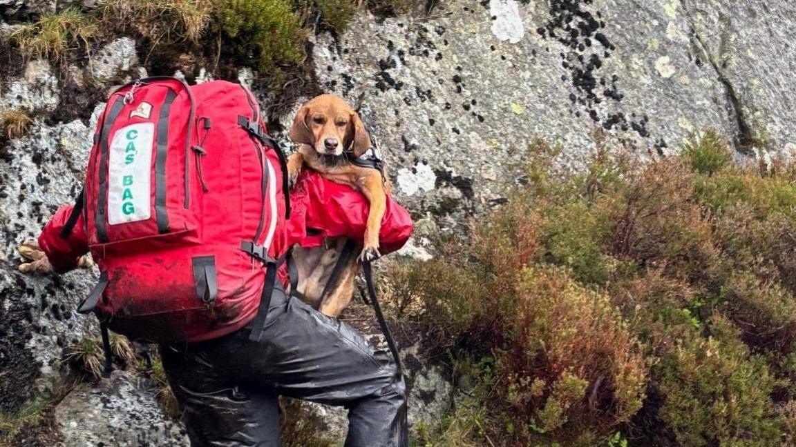 Benji, who is a brown Labrador-looking dog being carried by a mountain rescuer who is wearing a red waterproof jacket and backpack. The rescuer is leaning on a rock while walking.