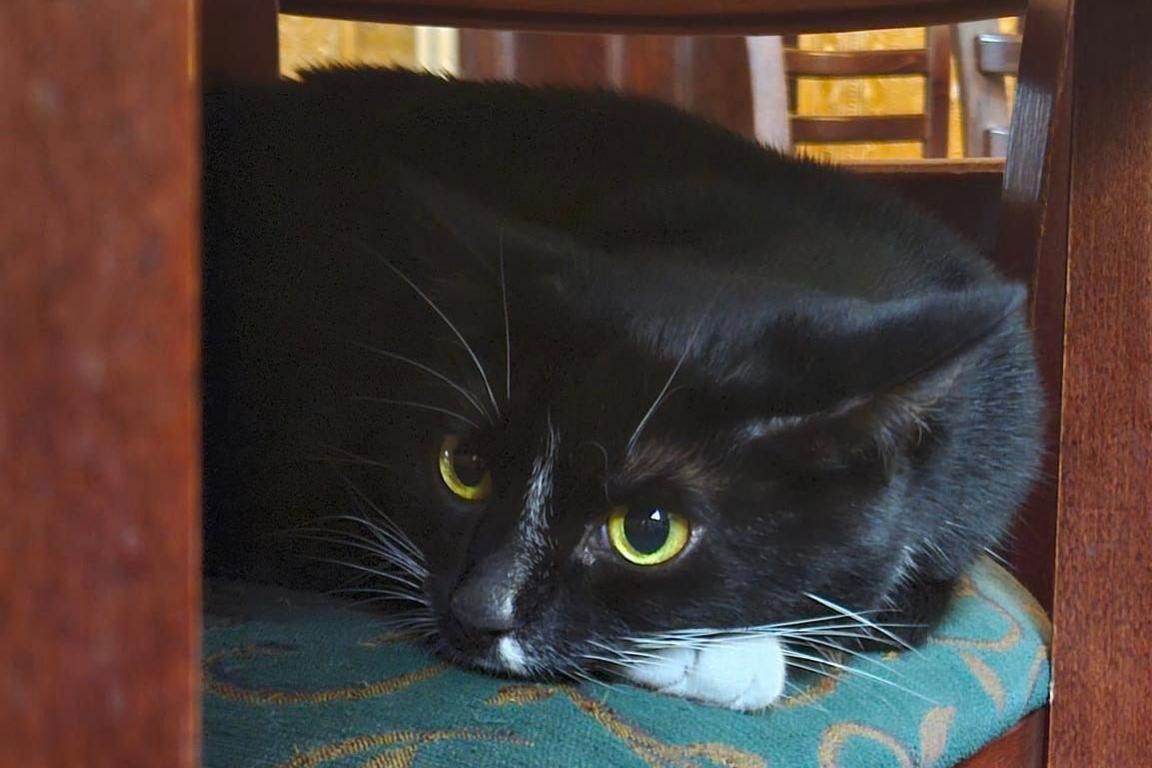 Black and white cat lying on a bar stool