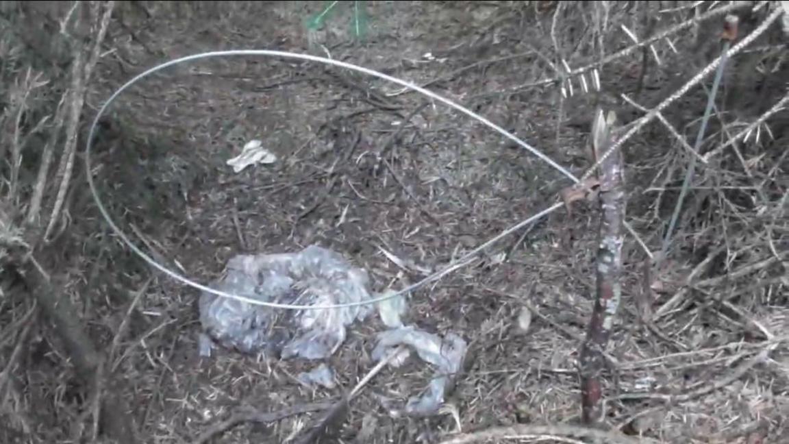 A snare appears to be tied to a branch close to the ground, with what looks like a plastic bag on the ground behind.