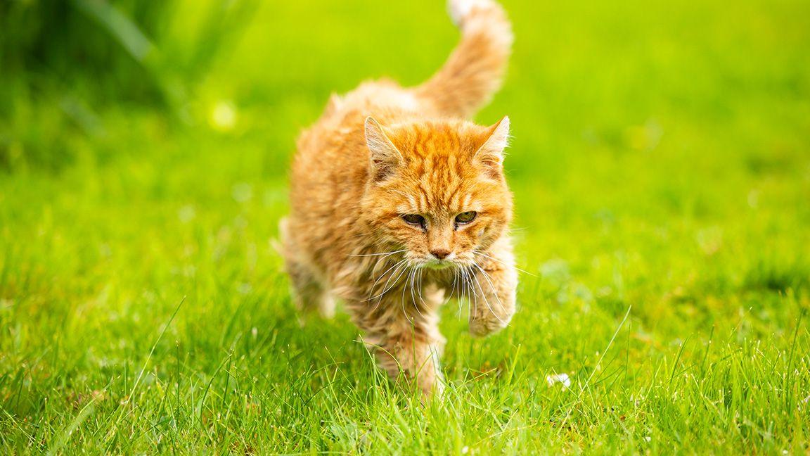 Ginger cat running through the grass