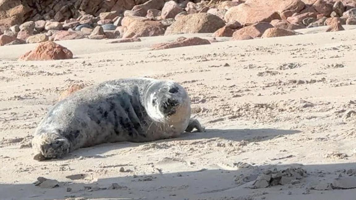 A seal pup sitting on a beach in Jersey