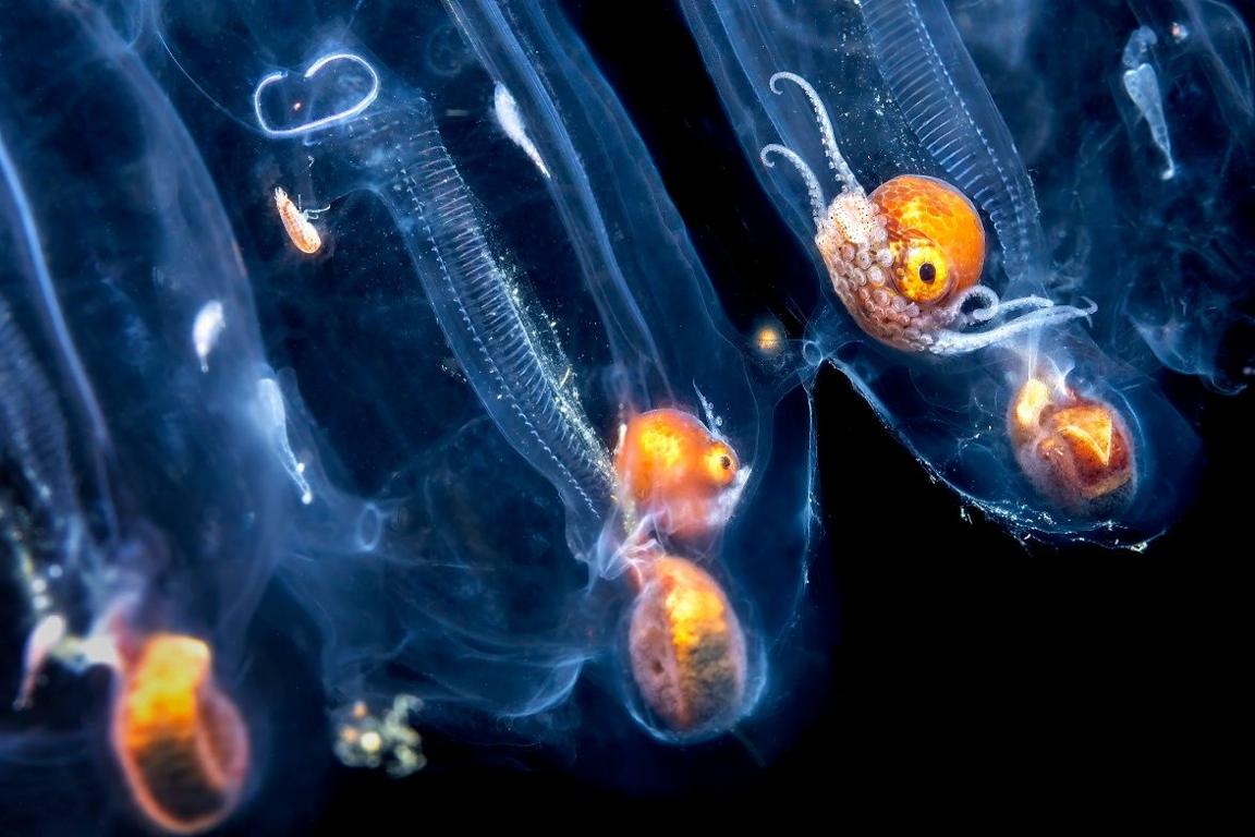 Male paper nautilus inside a tunicate. 