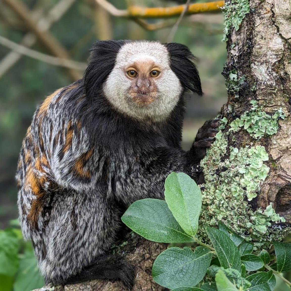 Marcel in his new enclosure