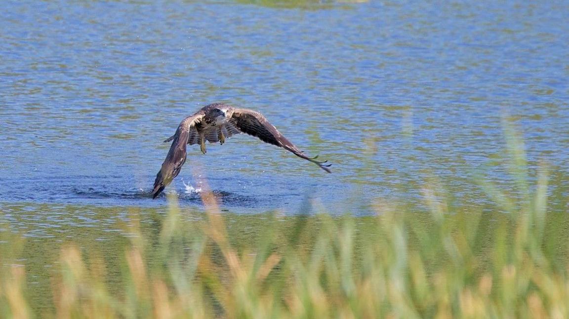 A buzzard has just emerged from a lake. It is brown and white with yellow feet and large brown wings.
