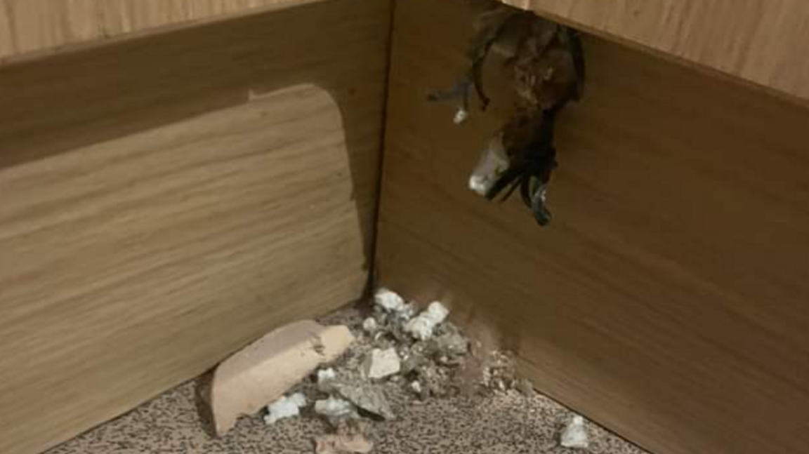 A gnawed hole in the skirting board of a cupboard. Debris from the hole is on the floor.