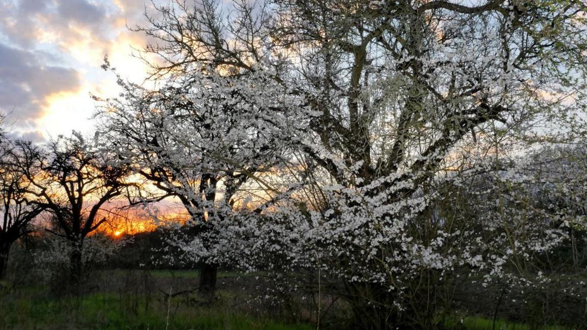 Several hawthorn trees have been allowed to grow to maturity.  They are in a row and are in blossom.  The sun is setting and you can see this through the gaps in the trees.