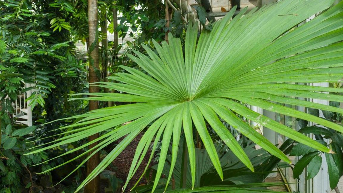 A very large palm leaf in a glasshouse. There are other trees and plants behind it.