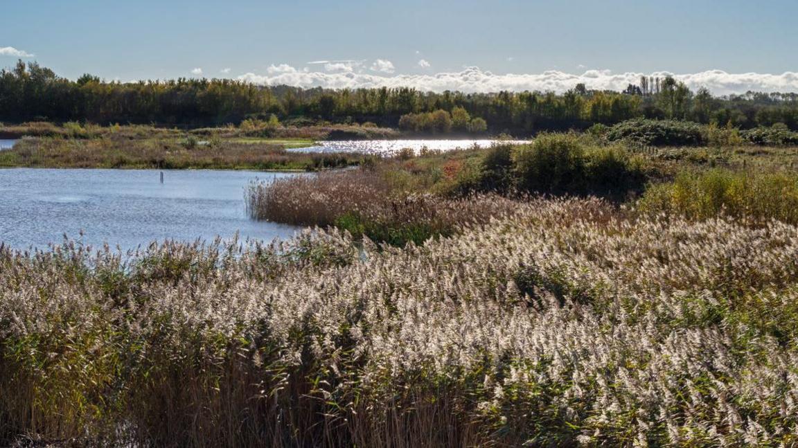 A landscape view of a lake against a sky with reedbed and wetlands seen. It is a nature reserve. No people or wildlife can be seen.