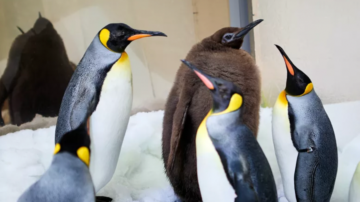 Pesto the penguin with his brown feathers amongst the other adult King penguin chick 