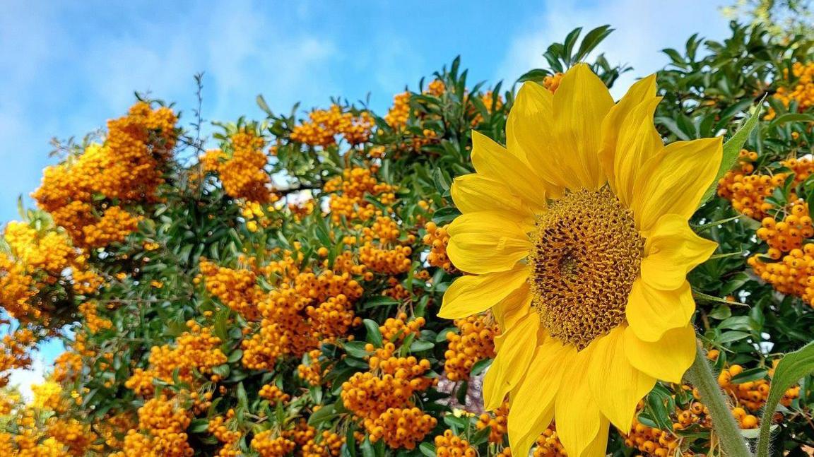 An array of orange buds on green stems with a big, bright, yellow-petalled flower in the foreground