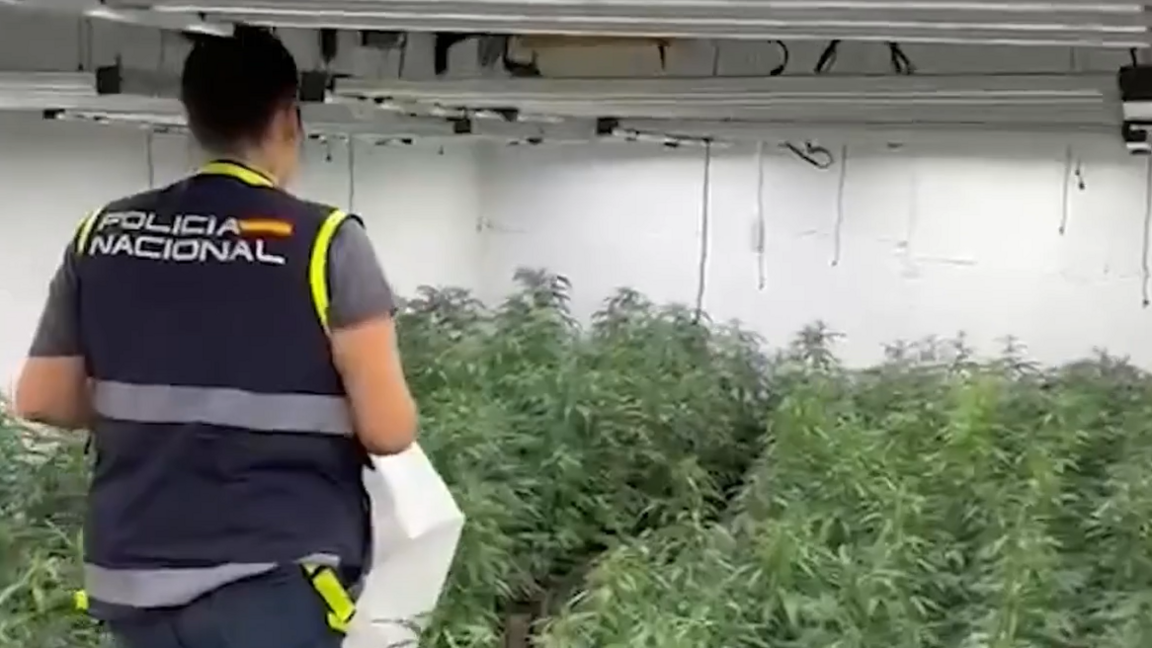 A female police officer stands looking at rows of cannabis plants in a room that looks like a warehouse. She is seen from behind and her dark blue sleevelss jacket has the words Policia National, and a number of reflectors on it.Her hair is dark and tied up in a bun. She appears to be walking through the plants.