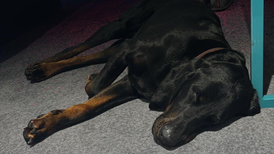 Crufts competitor Ruth the Coonhound getting some rest after being found by volunteers 