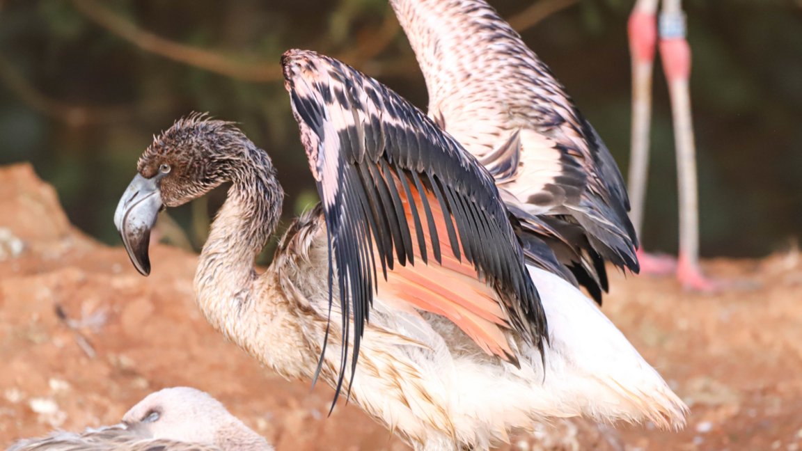 Juvenile flamingo chick at Paignton Zoo that escaped on Sunday. The bird is testing its wings