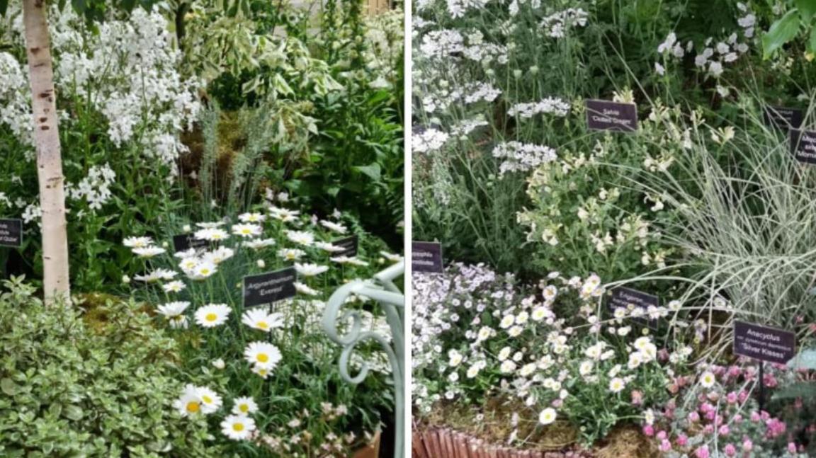 Many different types of white flowers including perennials, shrubs and trees are planted together in two photographs of the garden, shown side by side.