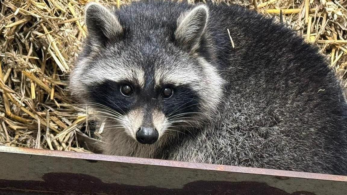 A raccoon peering over its shoulder at the camera while it is in a box of straw