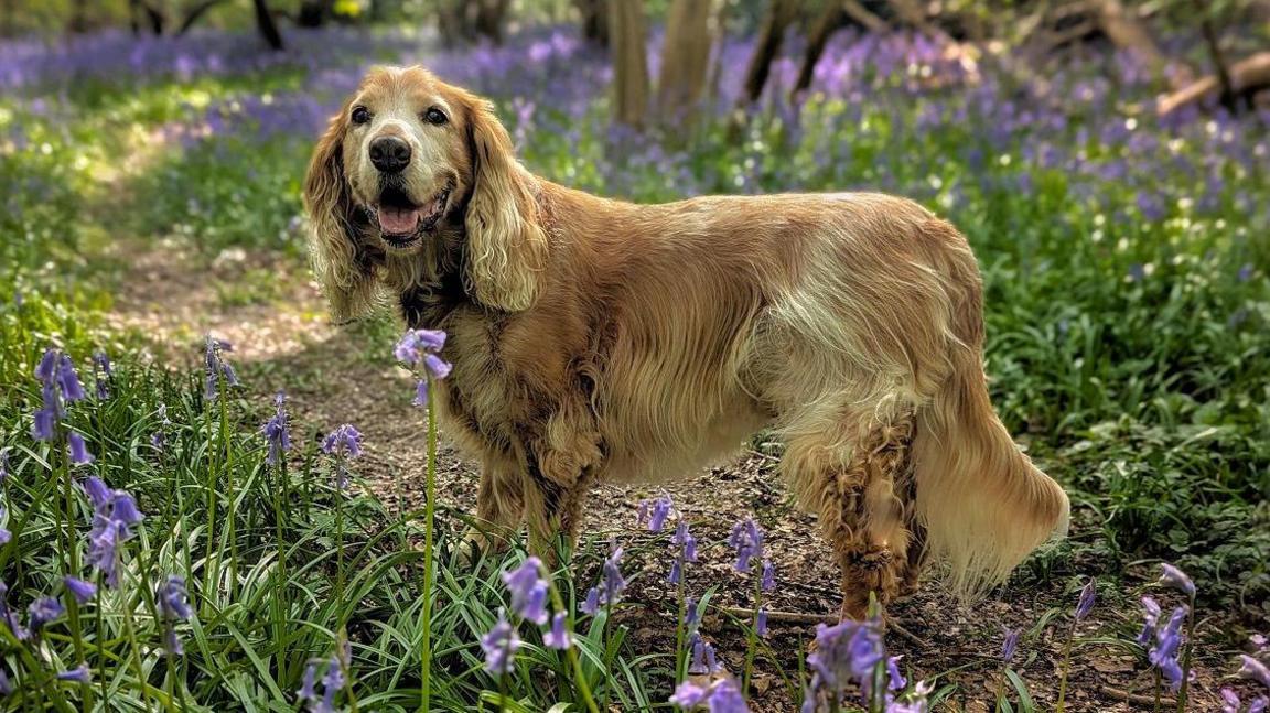 A dog looks towards the camera with its mouth open, looking happy. The dog has a brown, blonde coat and stands on a woodland path between bluebells.