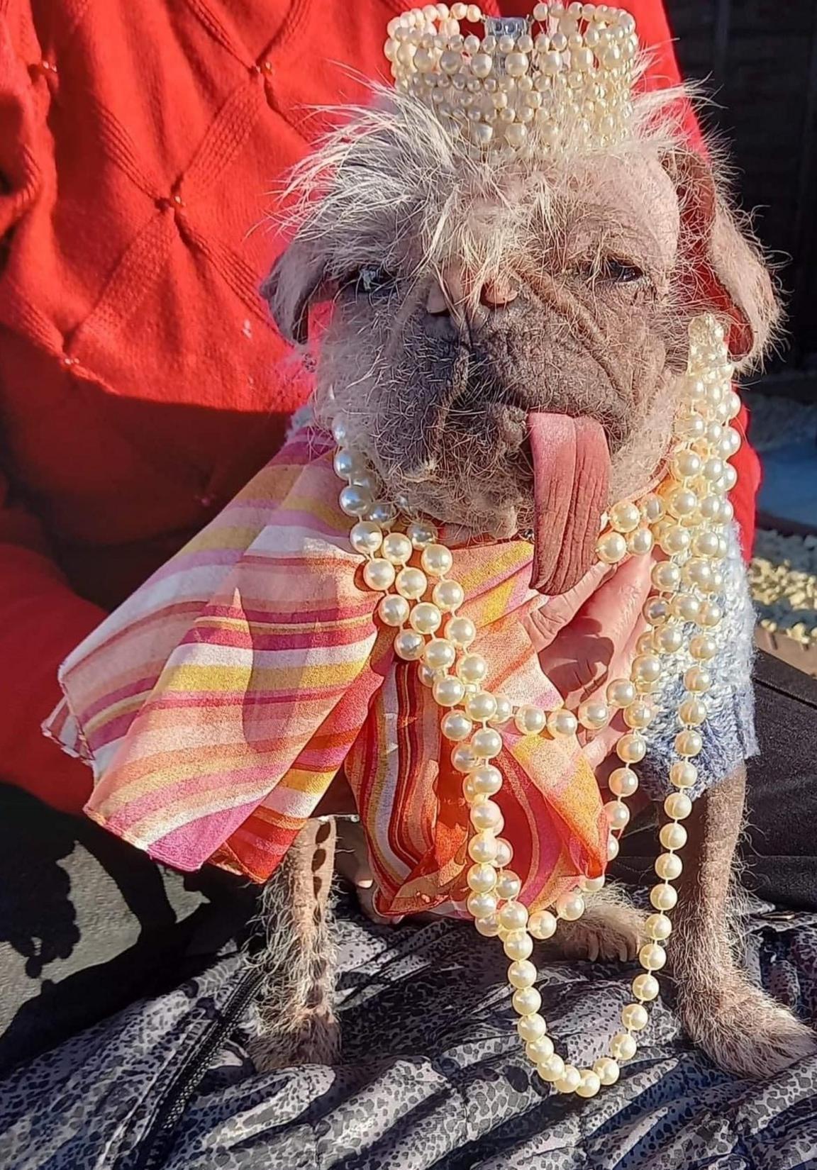 Peggy the UK's ugliest dog