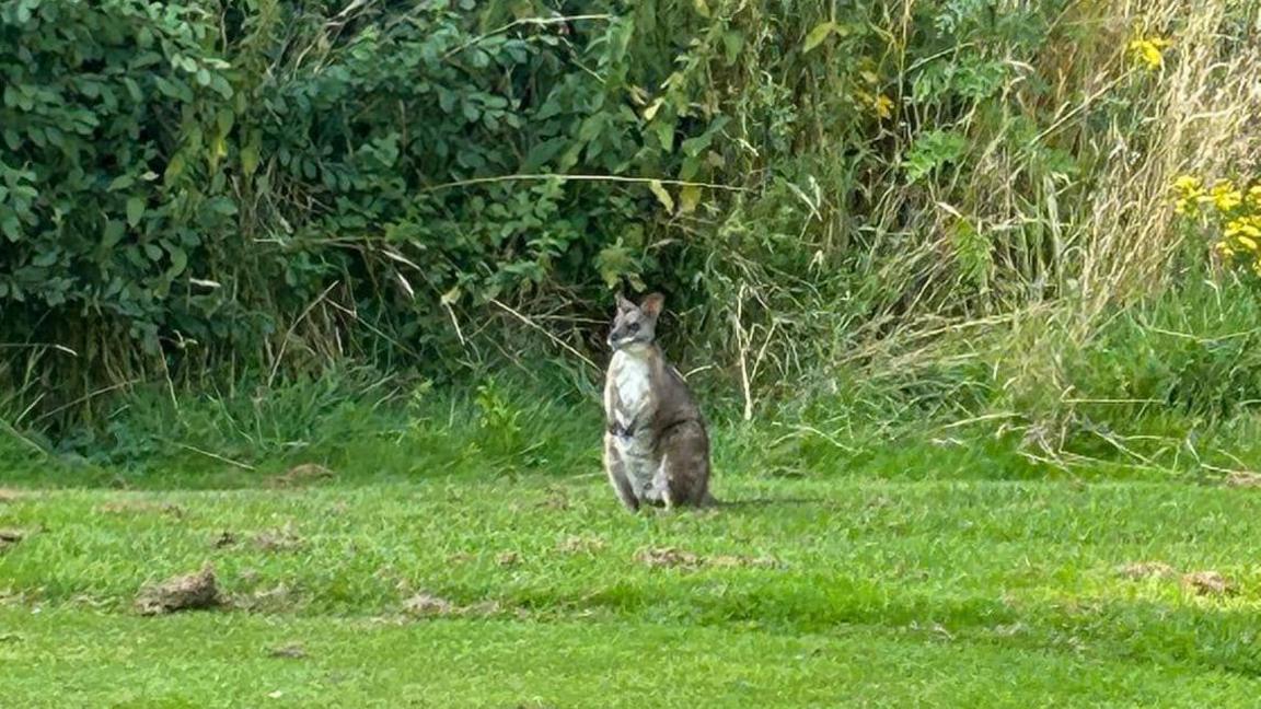 The wallaby pictured at the golf course