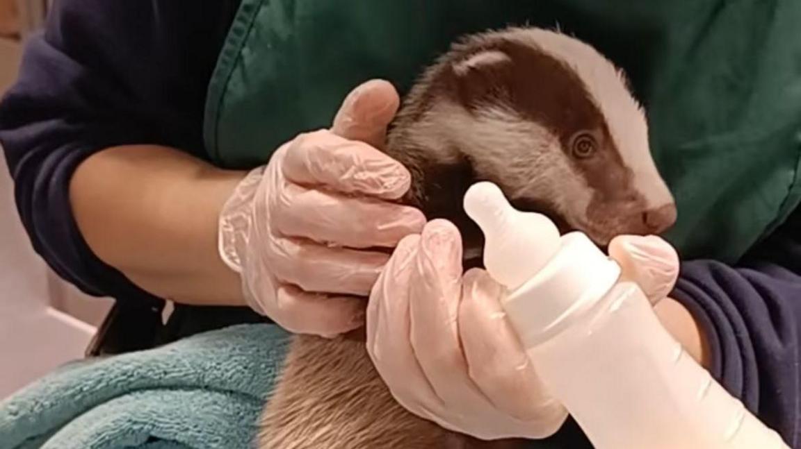 Martha the badger being bottle fed