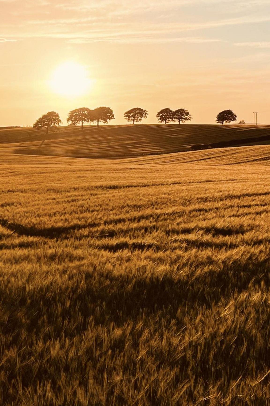 Field in evening sun